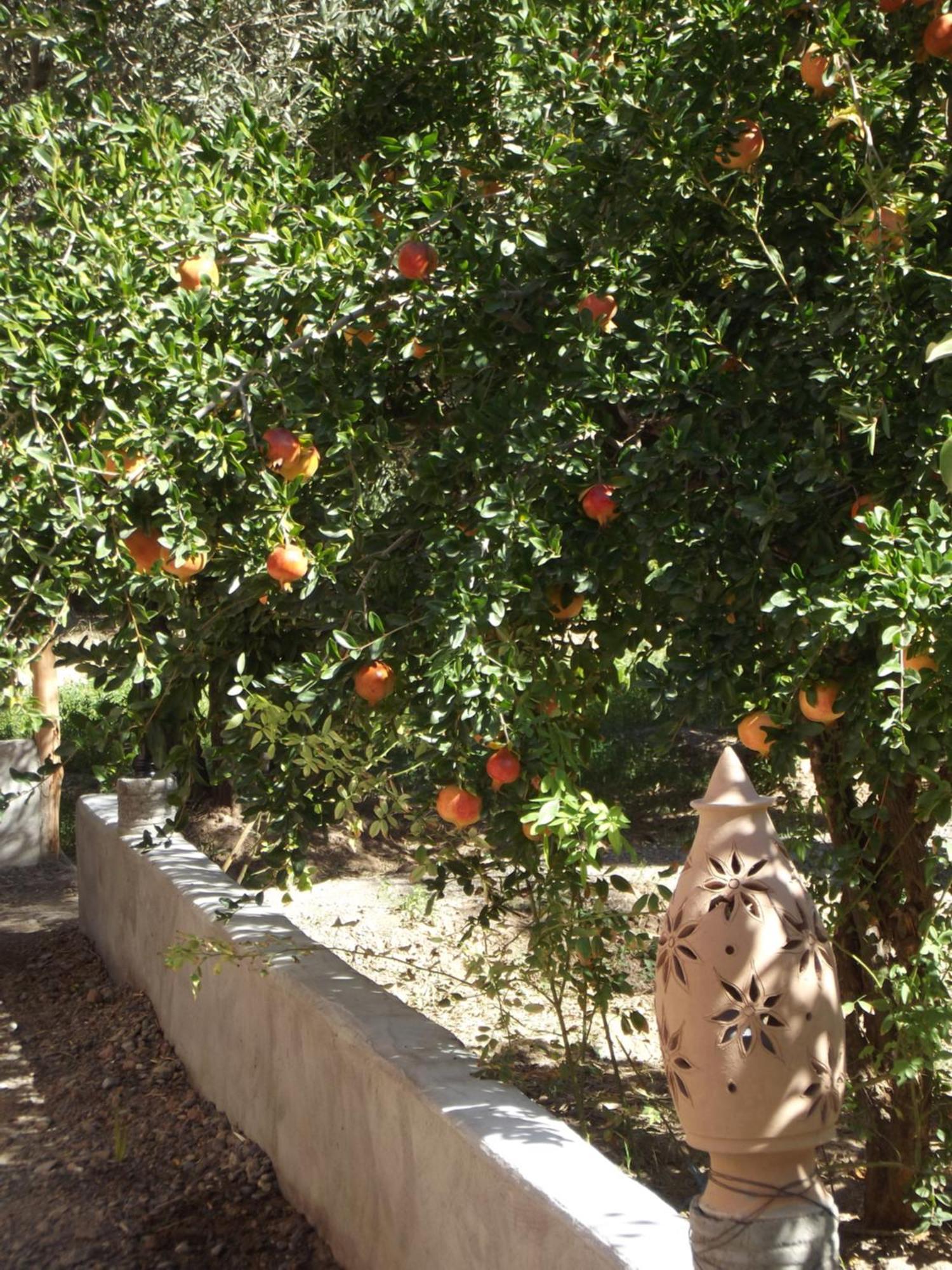 Le Jardin Des Grenadiers Skoura Extérieur photo