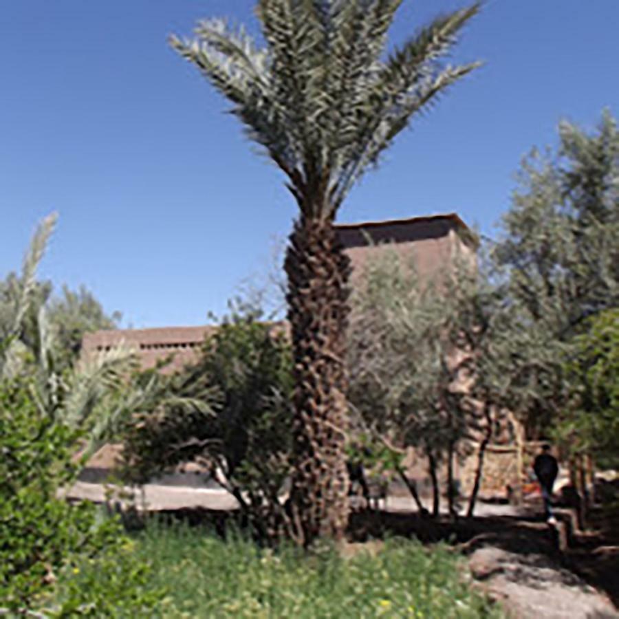 Le Jardin Des Grenadiers Skoura Extérieur photo